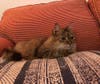 Baby Fluff, who is available for adoption from the Fredericksburg SPCA, is an easygoing gal who loves life.