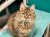 From snuggling on your lap after a hard day at work to watching television with you, Baby Fluff would love to become part of your family.