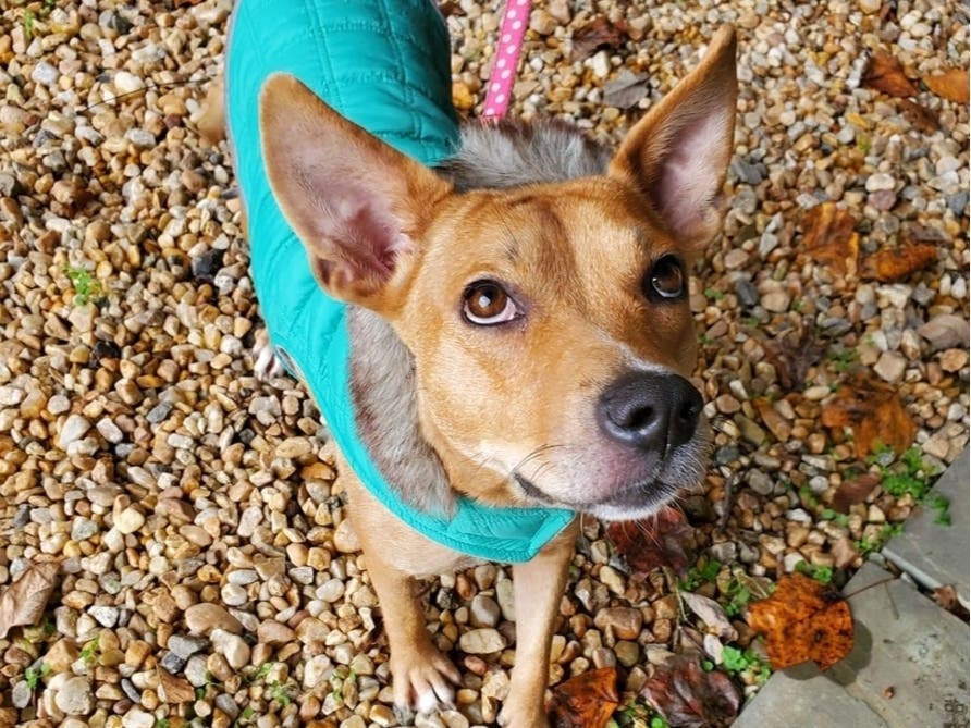 Janeway's gorgeous tan-golden coat shines in the sun, which is where she loves to sit outside with a favorite stick.