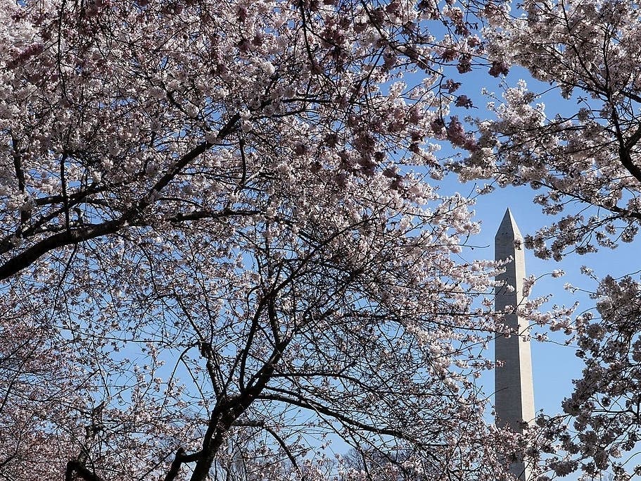 The 2021 National Cherry Blossom Festival will run from March 20 through April 11, with opportunities for virtual viewing of the cherry trees.