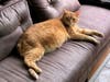 Cesar, a 7-year-old orange tabby, has a perfect mix of attentiveness and independence and is available for adoption from the Animal Welfare League of Arlington.