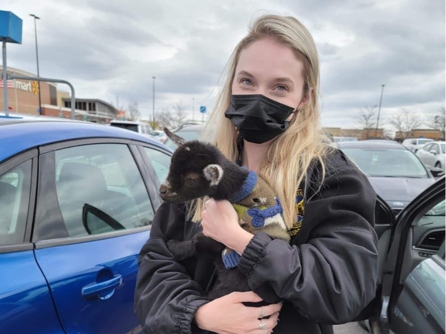 A member of a Prince William County Police Department-Community Services co-responder unit holds a kid — the term for a baby goat — found in a suspect's vehicle.