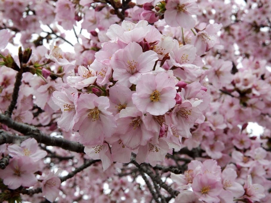The National Park Service said above-average temperatures in recent days brought the blossoms to peak bloom on Sunday, ahead of schedule.