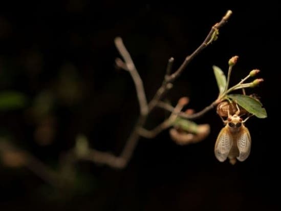 A newly molted periodical cicada clings to the shell it emerged from — a scene familiar in Virginia and D.C. as 17-year cicadas — members of Brood X — are starting to come out of the ground.
