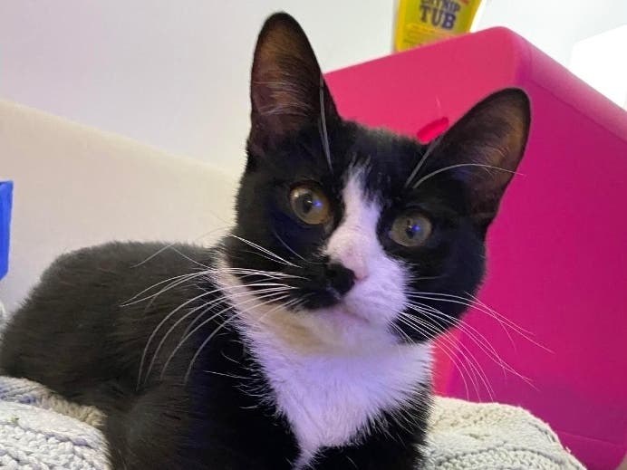Chrissie is a gorgeous eight-month old girl who has grown leaps and bounds during her time in foster care.