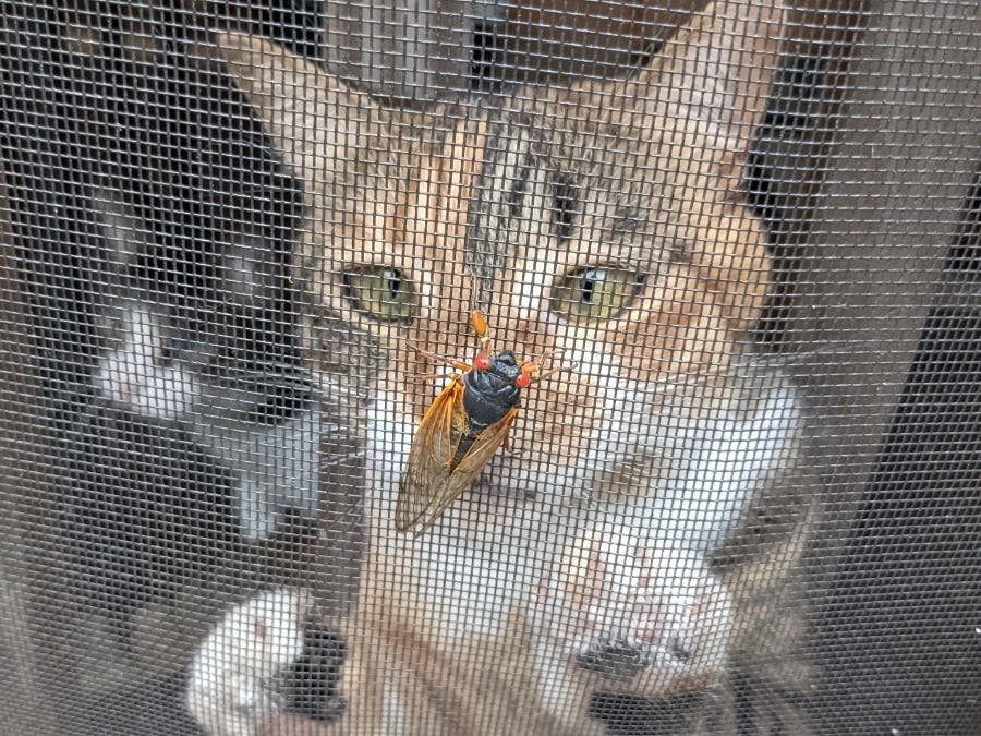 Photo taken by Kimberly Connell of her screened-in porch in Falls Church on June 9. Enjoy this photo and the many others submitted by Patch readers as the Brood X cicadas blanket the DC region.