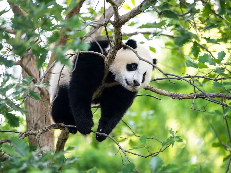 Xiao Qi Ji, a male giant panda cub, climbs in a tree at the Smithsonian National Zoo on May 20 in Washington, D.C. 