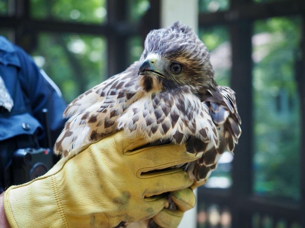 Fairfax County Animal Control responded to a Reston home on July 9 when a hawk stunned itself crashing into a window. 