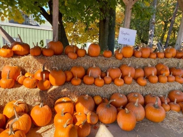 Pumpkin patch season is almost here, so there’s more opportunity to learn about the early fall staple before heading out to a field near Falls Church.