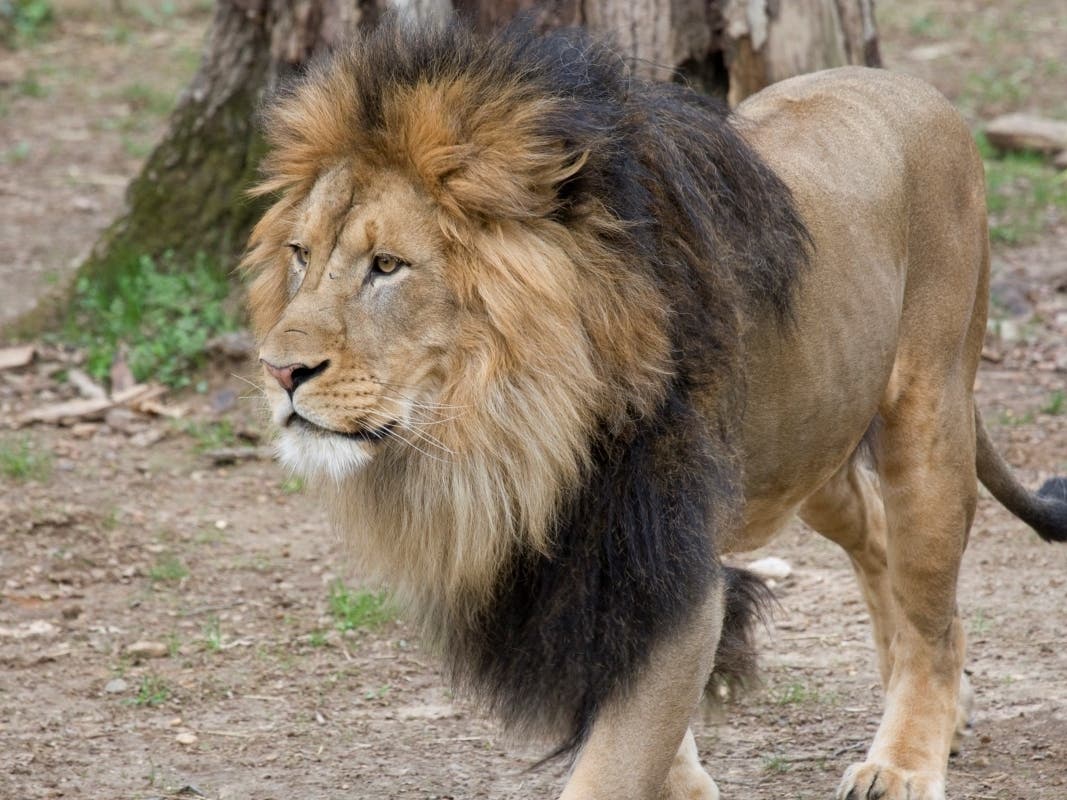 Six African lions at the National Zoo in Washington, D.C., have tested presumptive positive for COVID-19. They are being treated with anti-inflammatories and anti-nausea medication to address discomfort and decreased appetite.