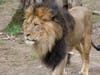 Six African lions at the National Zoo in Washington, D.C., that tested presumptive positive for COVID-19 more than two weeks ago are "improving and eating," the zoo said Friday.