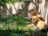 A Sumatran tiger and two Amur tigers at the Smithsonian's National Zoo in Washington, D.C., that tested presumptive positive for COVID-19 more than two weeks are "improving and eating," the zoo said Friday.