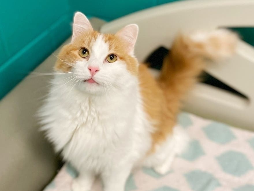 Two-year-old Angus is renowned for his love of receiving affection. When he's not coercing your hands into giving more pets, Angus is quite content to lounge around. Angus is ready for adoption from the Fredericksburg SPCA.