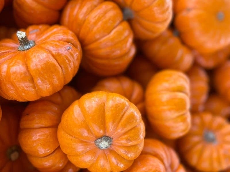 Halloween is quickly approaching, which means it's time to start planning an excursion to find the best pumpkins.