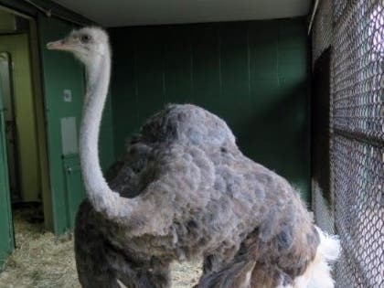 Linda, a 4-year-old ostrich, is getting acclimated to her new surroundings at the Smithsonian's National Zoo in Washington, D.C., and the zookeepers are still learning about her behavior and personality.