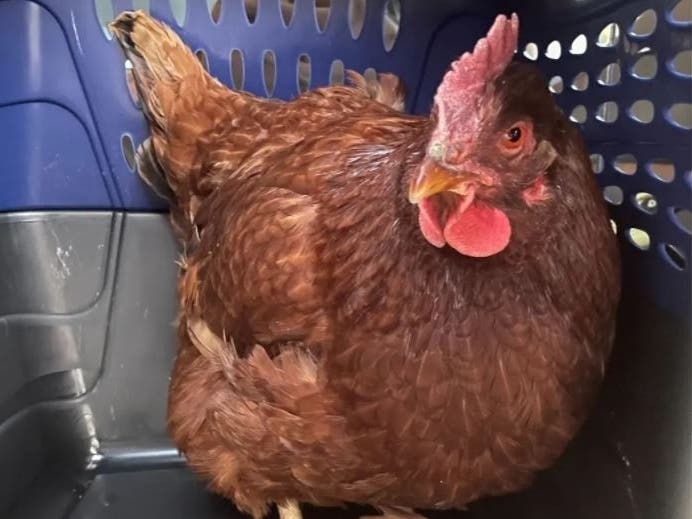 A loose chicken was captured by an animal control officer in Arlington County at 7:25 a.m. on Jan. 31. When word arrived, the Pentagon Building Operations Command Center reported: “Chicken is in custody of animal control.”