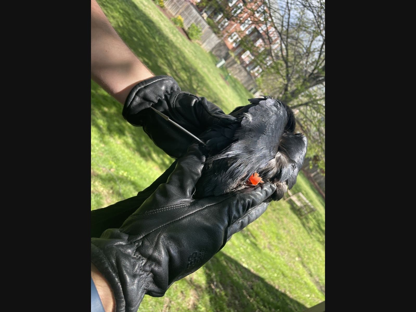 Animal control officers and Arlington County’s 911 dispatch center received several calls from the public about a crow that had been shot around 11 a.m. on Tuesday in the 4800 block of S. 31st Street in the Fairlington neighborhood.