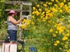 Artists will be in the fields painting scenery and the historic buildings. 
