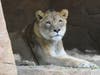 Zenda relaxing and keeping a watchful eye on his exhibit and guests.