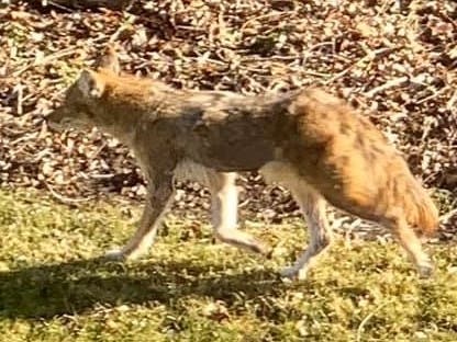 A Burr Ridge woman posted three photos to the Burr Ridge Patch Facebook page of coyotes that she said were in her yard last week. She said many coyotes are in Burr Ridge. 