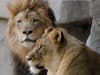 Brookfield Zoo's female lion, Isis (right), was euthanized Tuesday after she suffered major injuries in an apparent fall. Her mate, Zenda, died less than two weeks ago. 