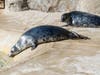 Celia (left) and Peanut, two female grey seal pups, made their public debut Friday at Brookfield Zoo’s Pinniped Point. The pups were born on Jan. 10 and 9, respectively. 