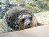 Celia, one of two grey seal pups who made their public debut Friday at Brookfield Zoo. Celia took to the water right away.