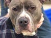 Vinny is recovering at the South Suburban Humane Society, police said. 