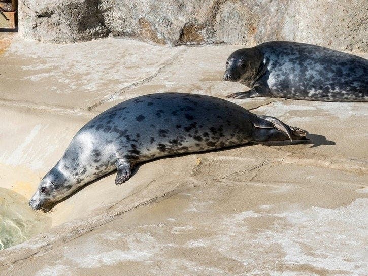 Essential animal care specialists and veterinary staff will continue providing the animals with the same high level of care, according to a news release. 