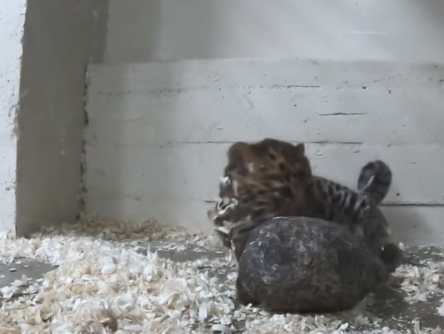 An Amur leopard cub named Sasha was born March 3 at Brookfield Zoo.