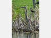 A heron and red-winged blackbird at Prospect Park. 
