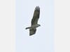 An osprey at Prospect Park. 