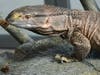 A white-throated monitor lizard at Brookfield Zoo received a few cicadas for a tasty treat.
