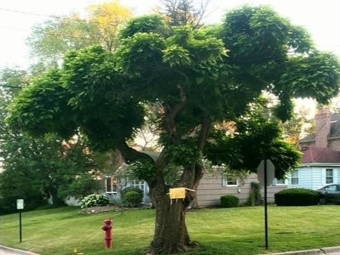 The catalpa tree in question is at Prospect Avenue and Reid Street. It is known as the Keebler tree.   