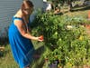 Melissa Goodridge pulls a tomato from the family's new garden, which they planted to help with the food budget. 