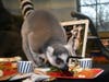 Dogwood, one of the ring-tailed lemurs at Brookfield Zoo, received a nutritious Thanksgiving feast prepared by the animal care staff. This is the seventh annual feast for the lemurs.