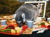 One of the ring-tailed lemurs at Brookfield Zoo takes a taste of mashed potatoes with banana baby food for gravy. Animal care staff have been making a Thanksgiving feast with all the trimmings for the lemurs since 2014.