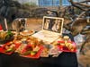 Two ring-tailed lemurs at Brookfield Zoo seem to be enjoying a nutritious Thanksgiving feast that the animal care staff prepared. In addition, staff set up a scene that included a laptop showing images of two other lemurs at the zoo.