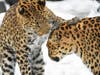 Amur leopards Sasha (left) and his mom Lisa play with each other in the snow at Brookfield Zoo.