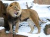 Titus, a 4-year-old African lion at Brookfield Zoo, is taking in the Chicago area’s first major snowfall of the season.