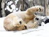 Hudson, a 14-year-old polar bear, is in the snow at Brookfield Zoo. 