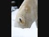 Hudson, a 14-year-old polar bear, is in the snow at Brookfield Zoo. 