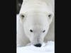 Hudson, a 14-year-old polar bear at Brookfield Zoo, seems to enjoy the Chicago area’s first major snowfall of the season.