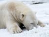 Hudson, a 14-year-old polar bear, is in the snow at Brookfield Zoo. 