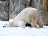 Hudson, a 14-year-old polar bear, is in the snow at Brookfield Zoo. 