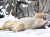 Hudson, a 14-year-old polar bear, is in the snow at Brookfield Zoo. 