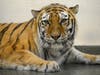 Malena, a 10½-year-old tiger, arrived at Brookfield Zoo in June. She had already been diagnosed with hip arthritis. 