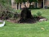 A tree is uprooted on Woodmere Drive in Darien. 