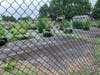 A fenced-in paved area next to Eisenhower Junior High features a number of containers with plants. One resident calls it an "eyesore."
