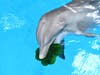 Noelani, a bottlenose dolphin at Brookfield Zoo, seemed to enjoy St. Patrick’s Day shamrock-shaped treats. 